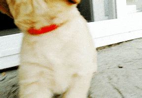 Dog Waving GIFs - Find & Share on GIPHY