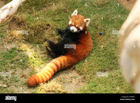 Red panda playing Stock Photo - Alamy