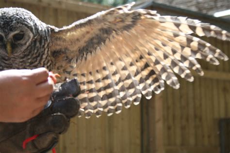 Owls & Birds of Prey Archives | Birdland Park & Gardens