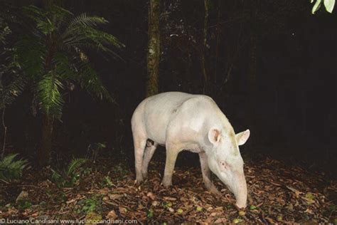 First albino lowland tapir recorded in Legado das Águas Reserve (Photo ...