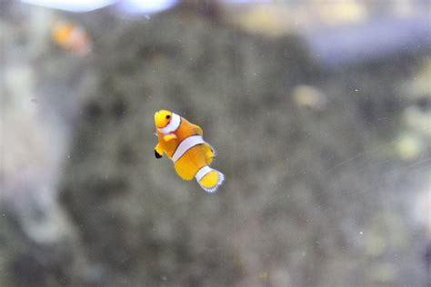 widdle baby clownfish Clownfish, Aminals, Favorite Things, Cute Animals ...