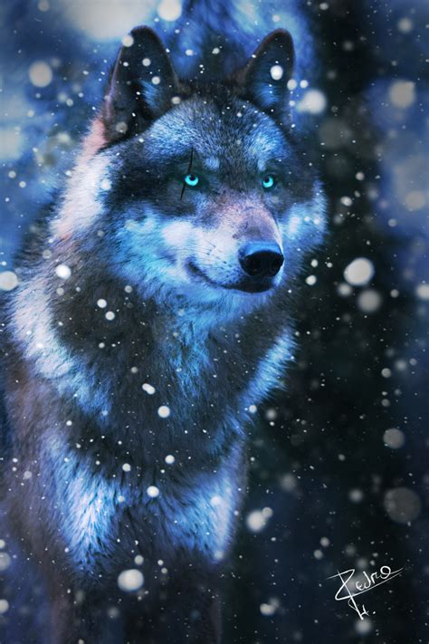 Wolf in the Winter Night by pedrohbv on DeviantArt