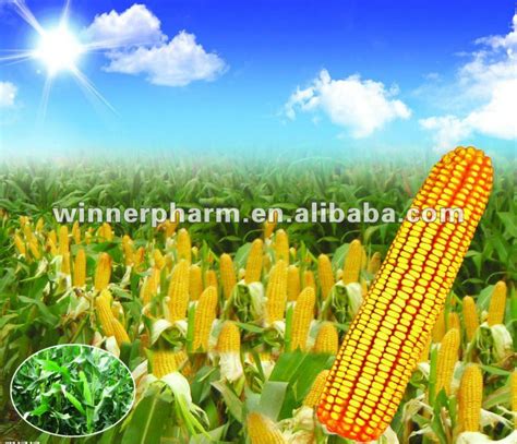 Natural Zein Corn Protein Powder 99%,China WINNER price supplier - 21food