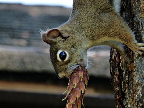 squirrel teeth Archives