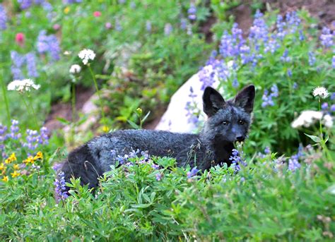 Visit Rainier: Keep Wildlife Wild Day at Mt. Rainier this Saturday