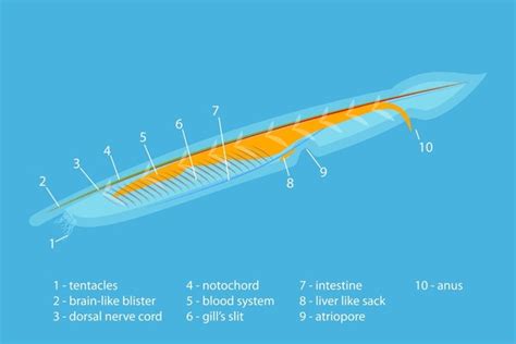 Branchiostoma Anatomy: Over 3 Royalty-Free Licensable Stock Vectors & Vector Art | Shutterstock