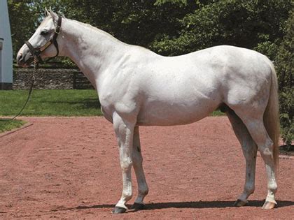 Zenyatta’s Next Mating: Tapit | Bel Esprit Winners Club