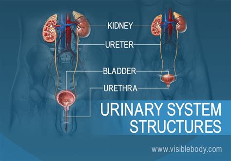 Urinary System Structures