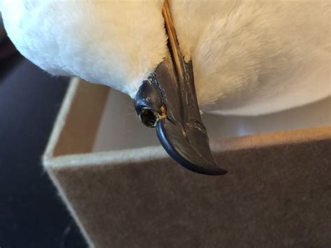 Snow Petrel Adaptations As you can probably... | Polar South