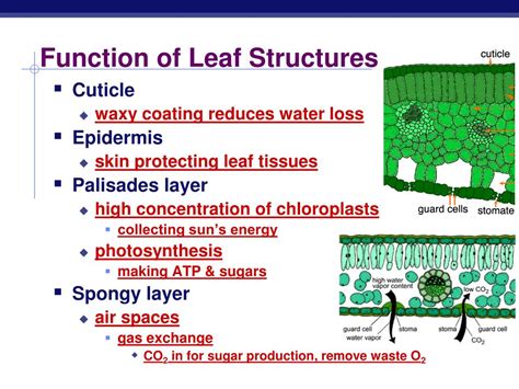 PPT - Photosynthesis: Life from Light and Air PowerPoint Presentation ...