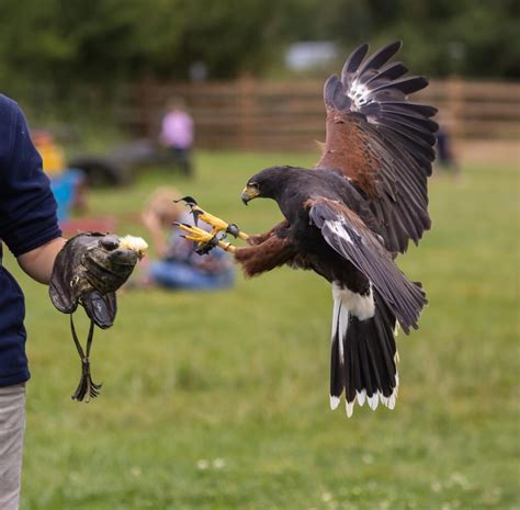 Do Harris Hawks Hunt At Night? - Falconry Advice