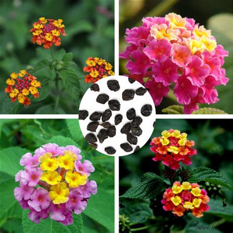 100 Seeds / bag, Lantana seeds, potted seed, flower seed, variety complete, - Houseplant Seeds