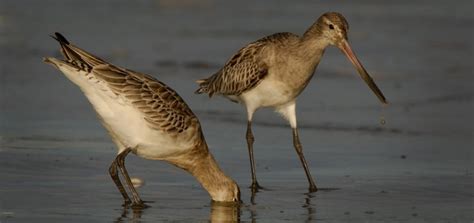 The Bar-Tailed Godwit – Kiwi Conservation Club