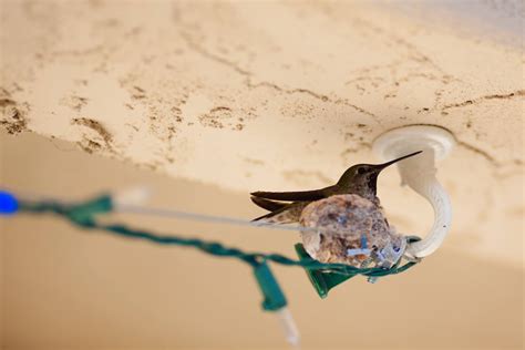 Bird In Everything: Hummingbird Nesting Box