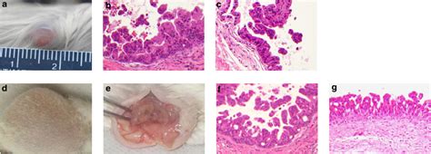 IPMN-1 reimplantation. The tumor in NOG mouse approximately 12 weeks... | Download Scientific ...