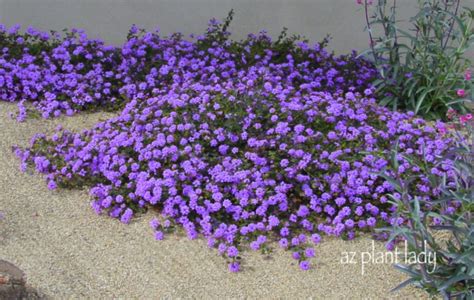 Purple Lantana Ground Cover - Orange County Landscape Contractor ...