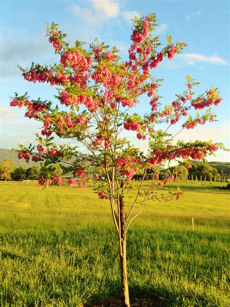 Flowering Shade Trees Zone 5 / Zone 5 Vine Varieties - What Are The ...