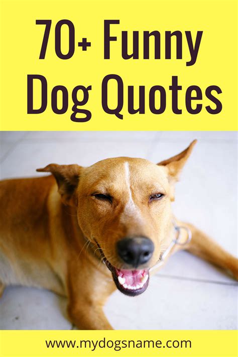 Looking for funny dog quotes? Get ready – this collection of 70+ funny dog quotes and sayings is ...