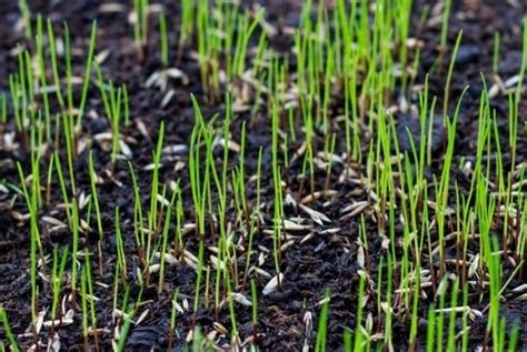 Why Is My Grass Not Growing? | Jonathan Green Inc.