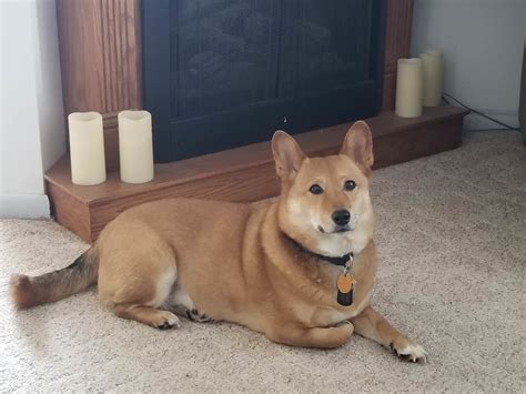 My friends parents' shiba corgi mixhttps://imgur.com/cbvLhFY | Corgi ...