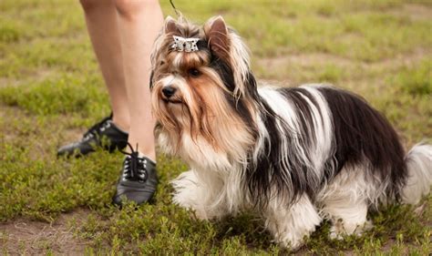 Yorkie Colors. Types of Yorkshire Terrier Coats. - Yorkie.Life