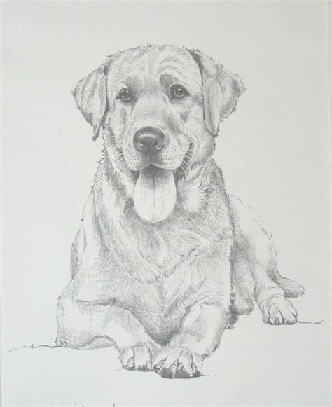 drawing of labrador - Google Search #pencildrawing | Dog drawing ...