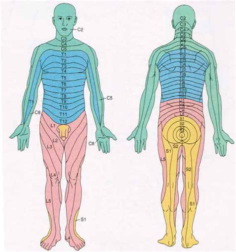 L4 Dermatome Related Keywords - L4 Dermatome Long Tail Keywords KeywordsKing