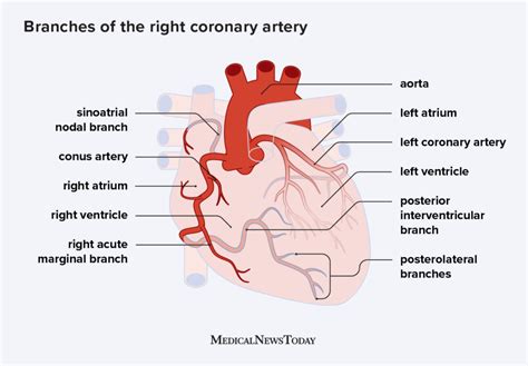 Arteries Of The Heart Diagram