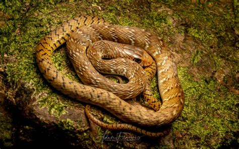 Common Rat Snake - Ptyas mucosus — HongKongSnakeID.com