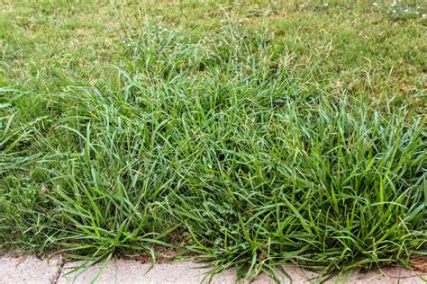 What is Crabgrass and Why Is It Bad for Your Lawn? - JT Landscaping