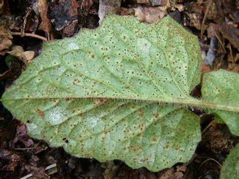 Puccinia lapsanae - A Rust Fungus (Pucciniomycota Images)