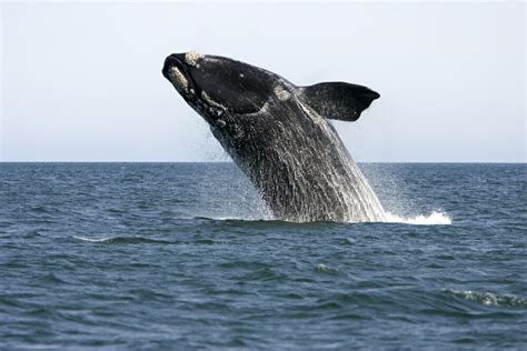 Posterazzi: An adult southern right whale breaching the waters off ...