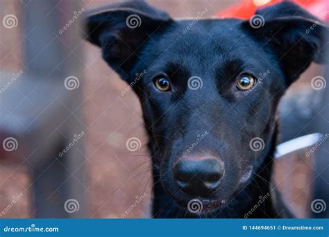 Black dog with yellow eyes stock image. Image of front - 144694651