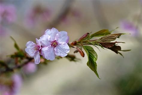 Kawazu Cherry Blossom | Minolta MD Rokkor 50mm/F1.4 "河津桜" Ka… | Flickr