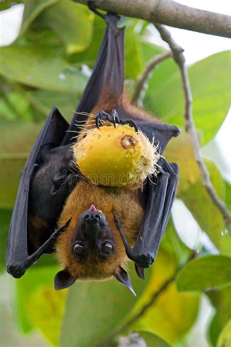 Flying fox. Fruit bat (flying fox) hanging in Tree. Maldives , #Sponsored, #Fruit, #bat, #Flying ...