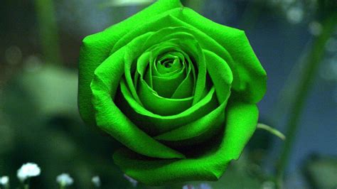 Green Roses Wallpaper