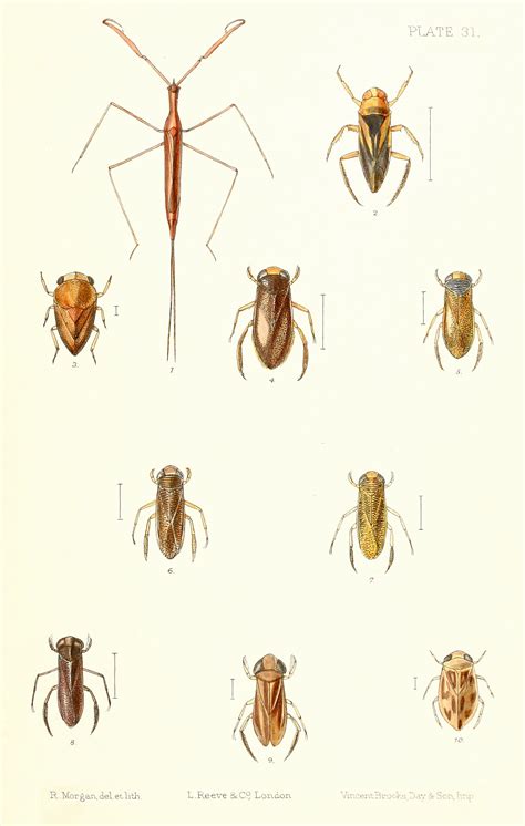 Corixidae Life Cycle