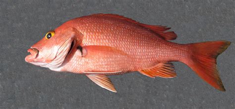 Blackfin Snapper | Mexican Fish.com