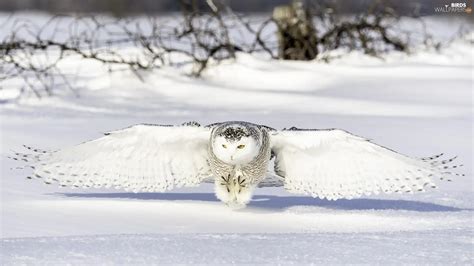 snow, Snowy Owl, winter - Birds wallpapers: 1920x1080