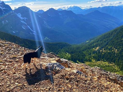 Most Dog-Friendly National Parks in the U.S. | Always Pets