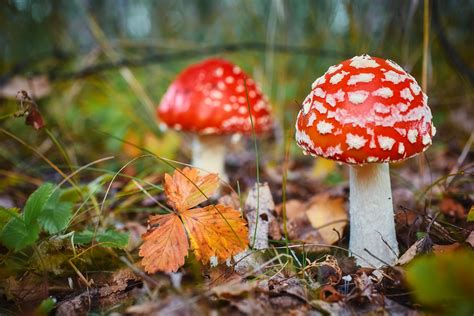 Amanita Muscaria, poisonous mushroom. Photo has been taken in the natural forest background ...