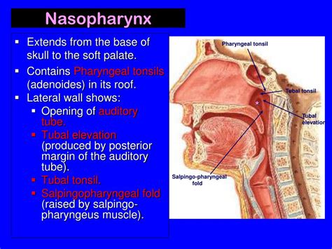 Tubal Elevation Pharynx