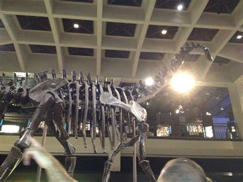 The biggest dinosaur at the Houston Museum of Natural Science ...