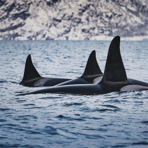 A Mother's Love: Killer Whale Culture - Ocean Wise