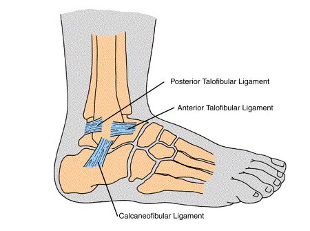 Calcaneofibular Ligament Pain