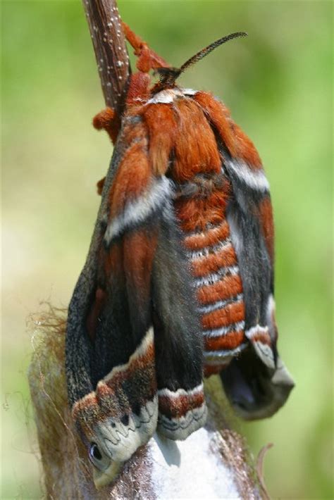 Cecropia Moth Life Cycle - Hyalophora cecropia