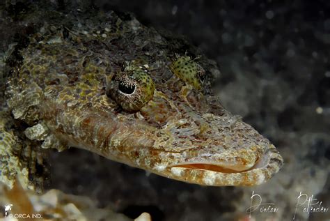 Underwater Photography, Crocodile, Fish, Animals, Water Photography, Crocodiles, Animales ...