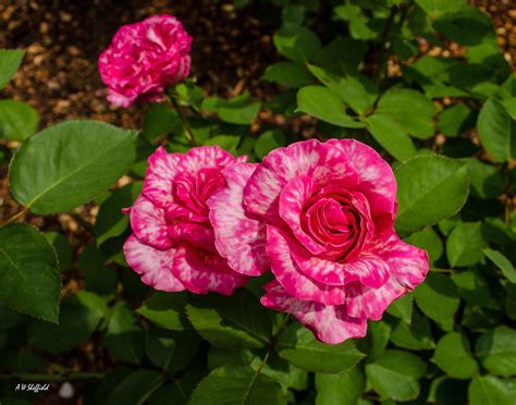 Variegated Roses Photograph by Allen Sheffield