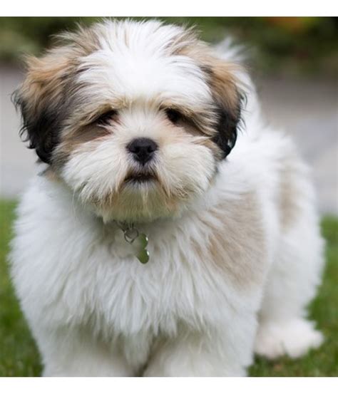 Lhasa Apso - Temperament, Lifespan, Shedding, Puppy