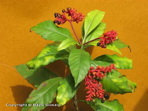 Rauwolfia serpentina | Flowering Plants and Pictures